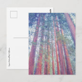 reuzensequoiawoud briefkaart (Voorkant / Achterkant)