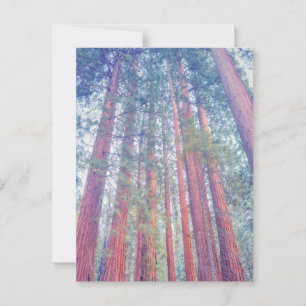 reuzensequoiawoud briefkaart