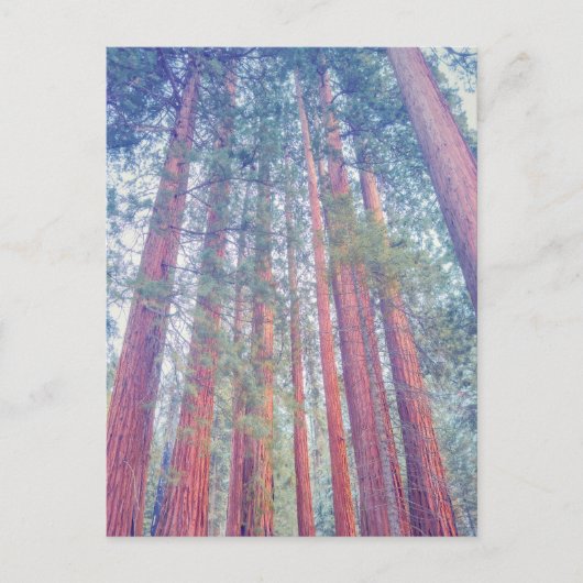 reuzensequoiawoud briefkaart (Voorkant)