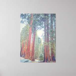 reuzensequoiawoud canvas afdruk