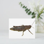 reuzensprinkhaan briefkaart (Staand voorkant)