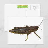reuzensprinkhaan briefkaart (Voorkant / Achterkant)
