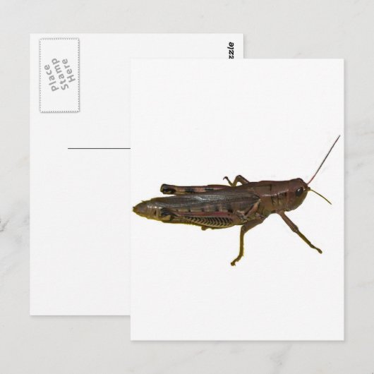 reuzensprinkhaan briefkaart (Voorkant / Achterkant)