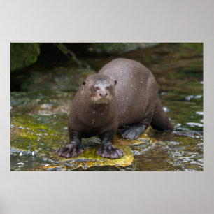 Reuzenvoetafdrukken van Otter Poster
