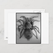 Reuzenvogeleetspin Briefkaart (Voorkant / Achterkant)