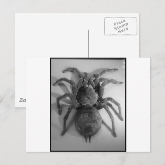 Reuzenvogeleetspin Briefkaart (Voorkant / Achterkant)