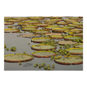 Reuzenwaterlelies Victoria amazonica, Foto Afdruk