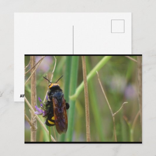 Reuzenwesp op Stengel Briefkaart (Voorkant / Achterkant)