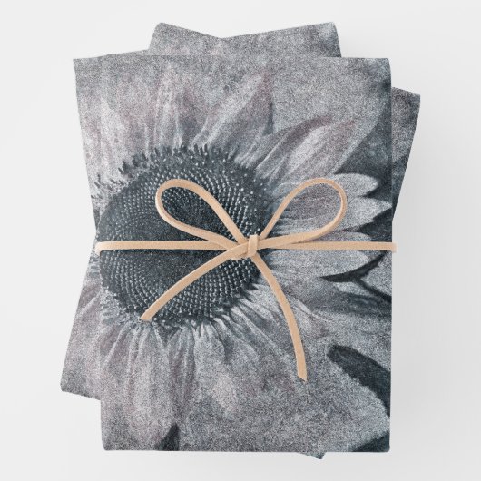 reuzenzonnebloem, zwart en wit inpakpapier vel (In situ)