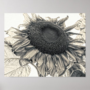 Reuzenzonnebloemen Vintage Sepia Botanische Kunst Poster