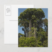 Rewa Rivier rand Regenwoud Guyana Briefkaart (Voorkant / Achterkant)