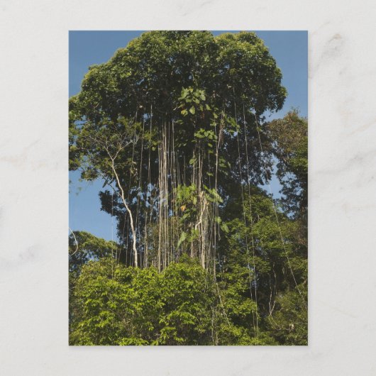 Rewa Rivier rand Regenwoud Guyana Briefkaart (Voorkant)