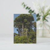 Rewa Rivier rand Regenwoud Guyana Briefkaart (Staand voorkant)