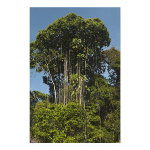 Rewa Rivier rand Regenwoud Guyana Foto Afdruk