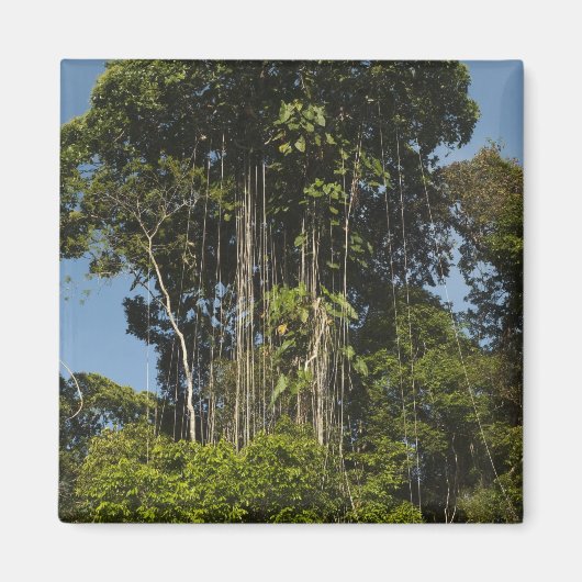 Rewa rivier rand Regenwoud Guyana Magneet (Voorkant)