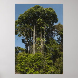 Rewa rivier rand Regenwoud Guyana Poster