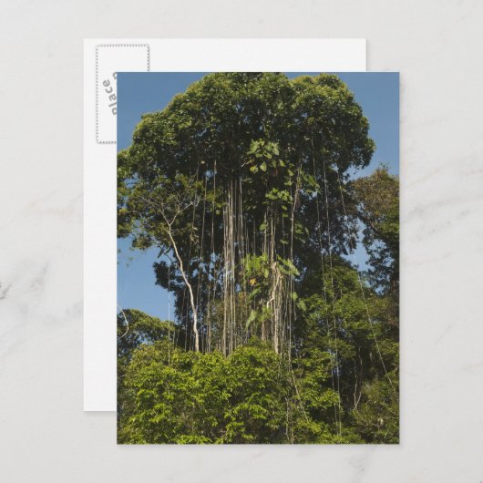 Rewa Rivierrand Rainforest Guyana Briefkaart (Voorkant / Achterkant)