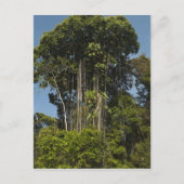 Rewa Rivierrand Rainforest Guyana Briefkaart (Voorkant)