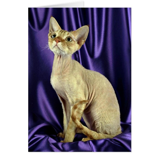 Rex, Devon, rode tabby (Voorkant)