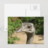 Rhea-vogelportret Briefkaart (Voorkant / Achterkant)