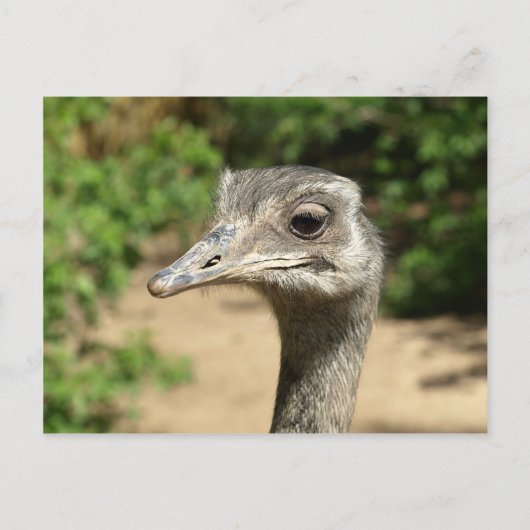 Rhea-vogelportret Briefkaart (Voorkant)