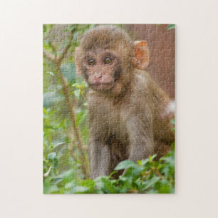 Rhesus-aapbaby, apentempel, Jaipur Legpuzzel