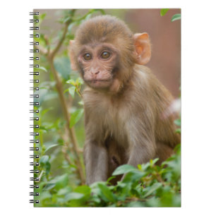 Rhesus-aapbaby, apentempel, Jaipur Notitieboek