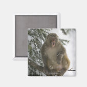 Rhesus Macaque aap (Macaca mulatta), zittend Magneet (Voorkant / Achterkant)