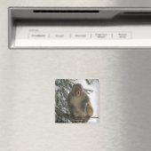 Rhesus Macaque aap (Macaca mulatta), zittend Magneet (Insitu (Vaatwasser))