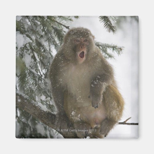 Rhesus Macaque aap (Macaca mulatta), zittend Magneet (Voorkant)