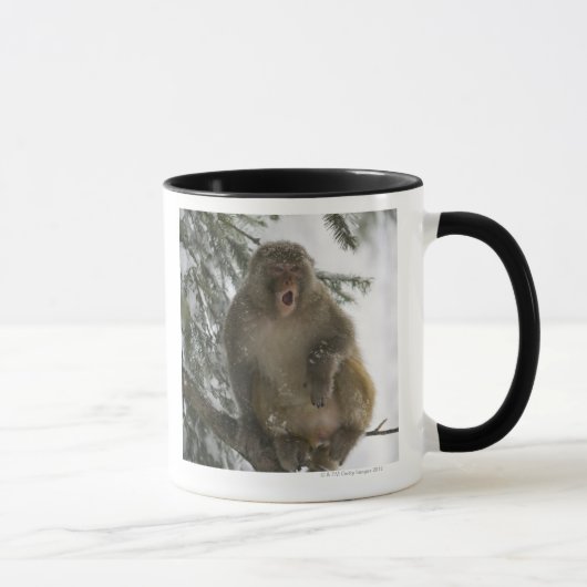 Rhesus Macaque aap (Macaca mulatta), zittend Mok (Rechts)
