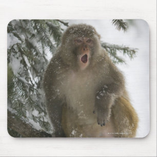 Rhesus Macaque aap (Macaca mulatta), zittend Muismat