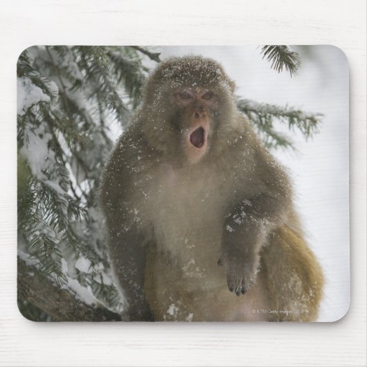 Rhesus Macaque aap (Macaca mulatta), zittend Muismat (Voorkant)