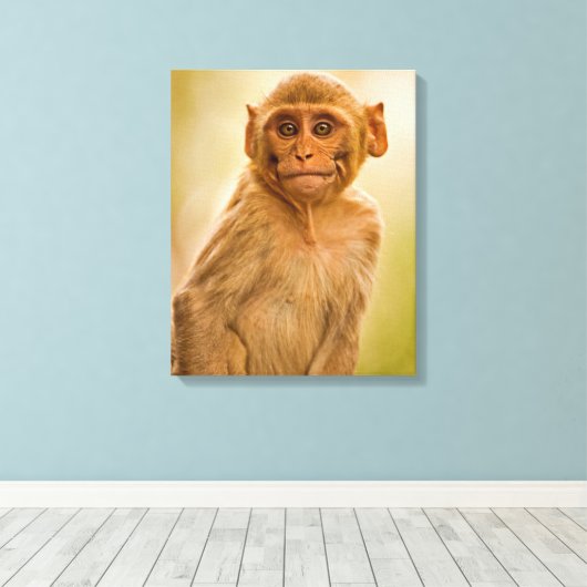 Rhesus Macaque Baby (Macaca Mulatta) | Sariska Canvas Afdruk (Insitu (Houten vloer))