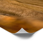 Rhesus Macaque Baby (Macaca Mulatta) | Sariska Poster (Hoek)