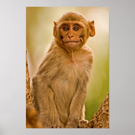 Rhesus Macaque Baby (Macaca Mulatta) | Sariska Poster (Voorkant)