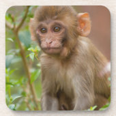 Rhesus Monkey Baby, Monkey Temple, Jaipur Bier Onderzetter (Voorkant)