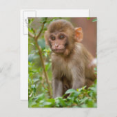Rhesus Monkey Baby, Monkey Temple, Jaipur Briefkaart (Voorkant / Achterkant)
