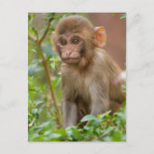 Rhesus Monkey Baby, Monkey Temple, Jaipur Briefkaart (Voorkant)