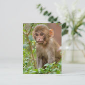 Rhesus Monkey Baby, Monkey Temple, Jaipur Briefkaart (Staand voorkant)