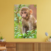 Rhesus Monkey Baby, Monkey Temple, Jaipur Canvas Afdruk (Insitu (Woonkamer))
