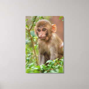 Rhesus Monkey Baby, Monkey Temple, Jaipur Canvas Afdruk