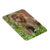 Rhesus Monkey Baby, Monkey Temple, Jaipur Magneet (Rechterzijde)