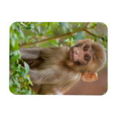 Rhesus Monkey Baby, Monkey Temple, Jaipur Magneet (Horizontaal)