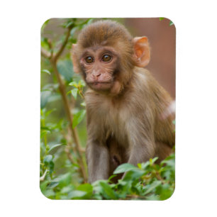 Rhesus Monkey Baby, Monkey Temple, Jaipur Magneet