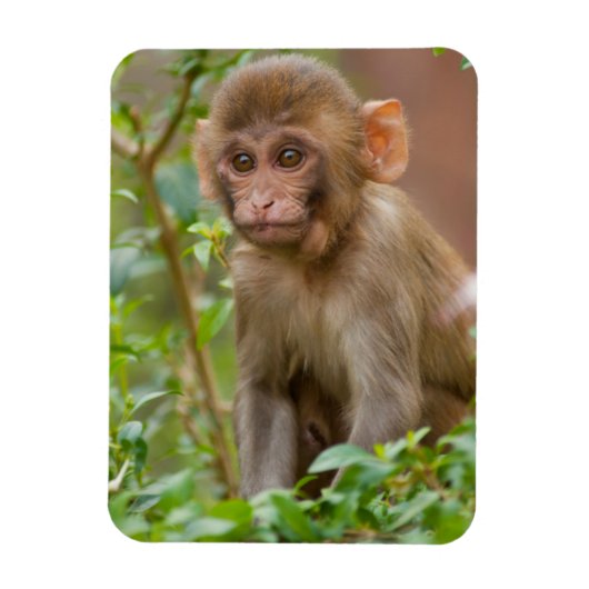 Rhesus Monkey Baby, Monkey Temple, Jaipur Magneet (Verticaal)