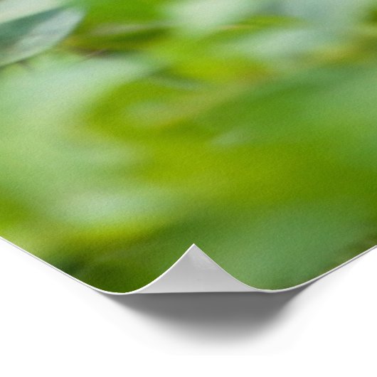 Rhesus Monkey Baby, Monkey Temple, Jaipur Poster (Hoek)