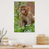 Rhesus Monkey Baby, Monkey Temple, Jaipur Poster (Keuken)