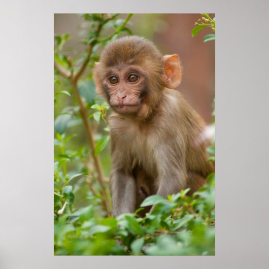Rhesus Monkey Baby, Monkey Temple, Jaipur Poster (Voorkant)