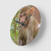 Rhesus Monkey Baby, Monkey Temple, Jaipur Ronde Klok (Hoek)